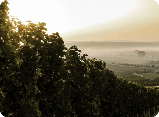 grape plantation